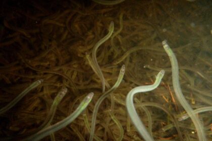 eskasoni-men-charged-with-illegally-fishing-baby-eels