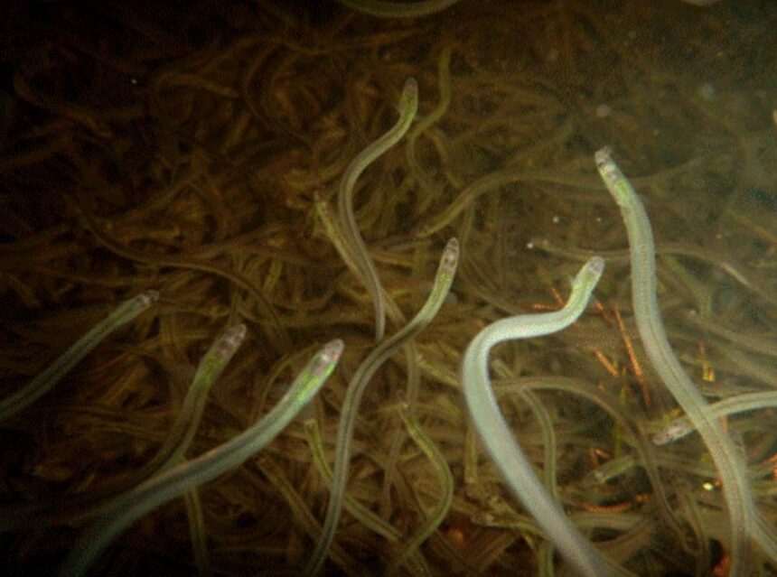 eskasoni-men-charged-with-illegally-fishing-baby-eels