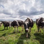 province-asks-dal-to-consider-offering-doctor-of-veterinary-medicine-program