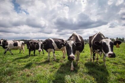 province-asks-dal-to-consider-offering-doctor-of-veterinary-medicine-program