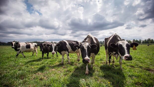province-asks-dal-to-consider-offering-doctor-of-veterinary-medicine-program