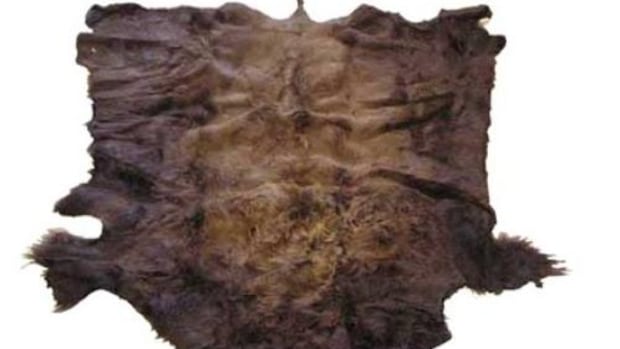 kingston-police-searching-for-stolen-buffalo-robe