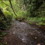 mass-fish-kill-on-burnaby-coquitlam-border-under-investigation