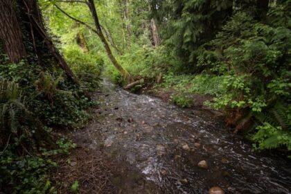 mass-fish-kill-on-burnaby-coquitlam-border-under-investigation