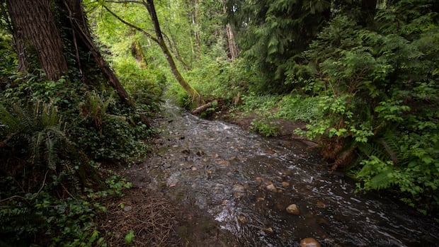 mass-fish-kill-on-burnaby-coquitlam-border-under-investigation
