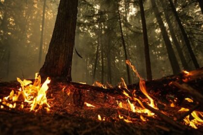 planned-burn-could-have-killed-trapped-firefighters,-says-bc.-safety-report