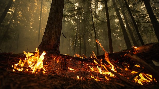 planned-burn-could-have-killed-trapped-firefighters,-says-bc.-safety-report