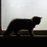 brandon-man-showed-‘stunning’-levels-of-brutality-in-animal-cruelty-case:-judge