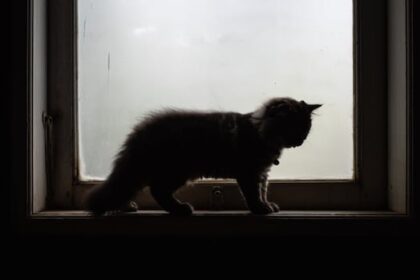 brandon-man-showed-‘stunning’-levels-of-brutality-in-animal-cruelty-case:-judge