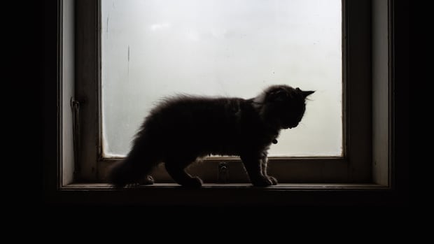 brandon-man-showed-‘stunning’-levels-of-brutality-in-animal-cruelty-case:-judge
