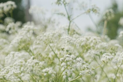 your-allergies-are-about-to-get-worse