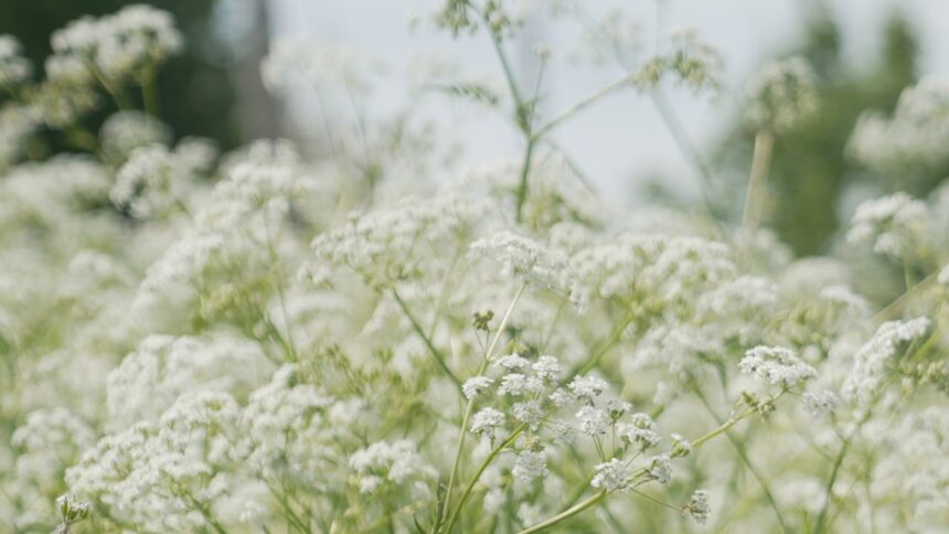 your-allergies-are-about-to-get-worse