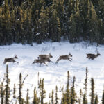 bc.-failing-to-protect-81%-of-critical-habitat-for-at-risk-species:-government-docs