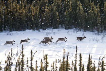 bc.-failing-to-protect-81%-of-critical-habitat-for-at-risk-species:-government-docs