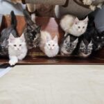 ‘crazy-cat-lady’-opening-st.-john’s-first-cat-grooming-spa-and-hotel