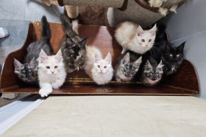 ‘crazy-cat-lady’-opening-st.-john’s-first-cat-grooming-spa-and-hotel