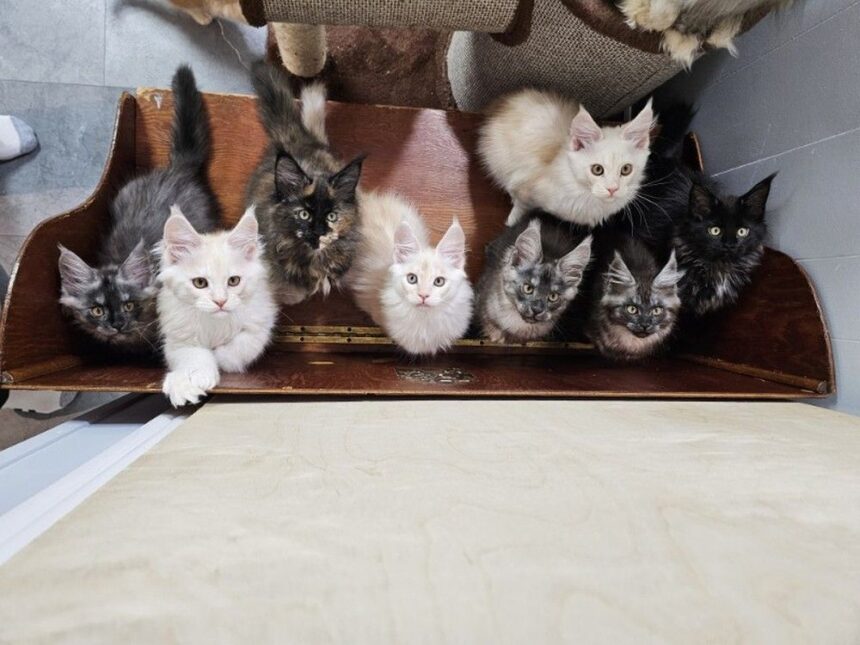 ‘crazy-cat-lady’-opening-st.-john’s-first-cat-grooming-spa-and-hotel