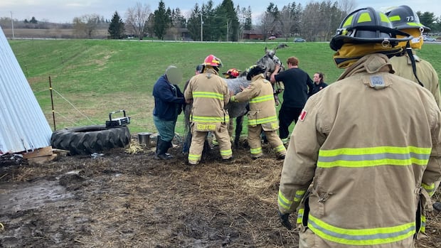 firefighters-rescue-horse-trapped-by-storm-toppled-shelter
