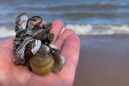 manitoba-pours-$540k-into-fight-against-aquatic-invasive-species