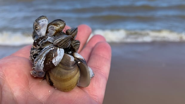 manitoba-pours-$540k-into-fight-against-aquatic-invasive-species