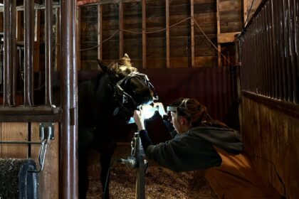 did-you-know-horses-need-dentists?-meet-an-equine-dentist-whose-work-is-a-mouthful