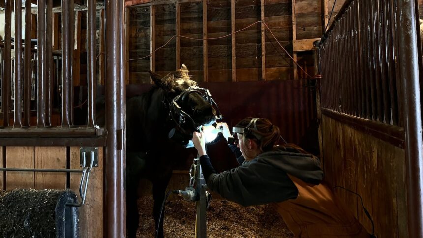 did-you-know-horses-need-dentists?-meet-an-equine-dentist-whose-work-is-a-mouthful