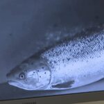 pei.-watershed-group-hopes-fish-like-this-are-ready-for-a-close-up,-in-the-name-of-science