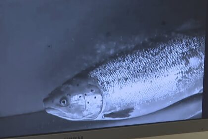pei.-watershed-group-hopes-fish-like-this-are-ready-for-a-close-up,-in-the-name-of-science
