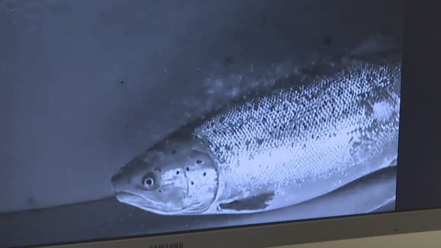 pei.-watershed-group-hopes-fish-like-this-are-ready-for-a-close-up,-in-the-name-of-science