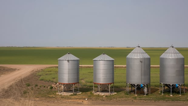 thousands-of-bushels-of-grain-stolen-from-bins-on-rural-sask.-property:-rcmp