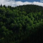 why-quebec’s-forestry-reform-is-facing-backlash-from-indigenous-groups,-conservationists
