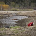 new-wetland-salmon-habitat-to-help-restore-floodplain-by-okanagan-river