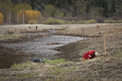 new-wetland-salmon-habitat-to-help-restore-floodplain-by-okanagan-river