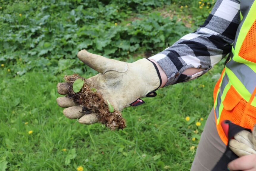 invasive-plant-removal-will-take-years-in-this-downtown-toronto-park