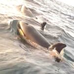 fishermen-spot-pod-of-killer-whales-off-cape-breton