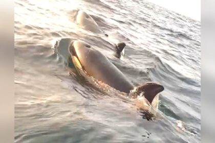 fishermen-spot-pod-of-killer-whales-off-cape-breton
