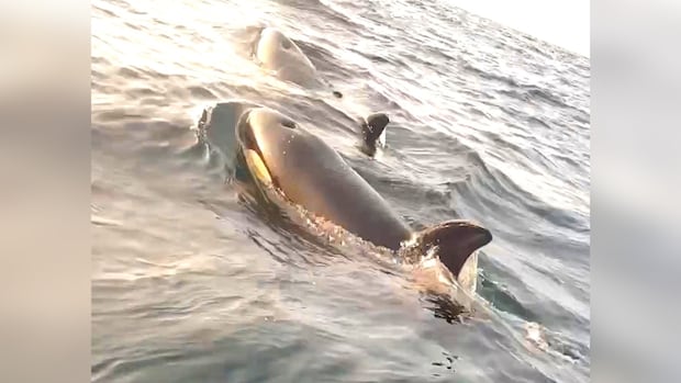 fishermen-spot-pod-of-killer-whales-off-cape-breton
