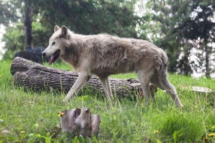 winnipeg’s-assiniboine-park-zoo-welcomes-family-of-5-grey-wolves-from-vancouver