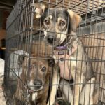 groups-in-la-ronge-racing-to-rescue-as-many-animals-as-they-can-after-wildfires-force-evacuation
