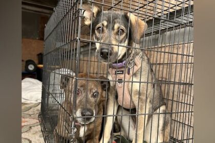 groups-in-la-ronge-racing-to-rescue-as-many-animals-as-they-can-after-wildfires-force-evacuation