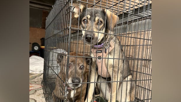 groups-in-la-ronge-racing-to-rescue-as-many-animals-as-they-can-after-wildfires-force-evacuation