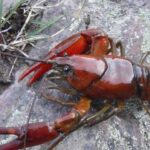 2-new-species-of-crayfish-identified-in-pacific-northwest-and-they’re-already-at-risk