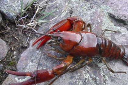 2-new-species-of-crayfish-identified-in-pacific-northwest-and-they’re-already-at-risk