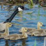 woodpeckers,-eagles-and-geese,-oh-my!-enjoy-these-photos-from-around-nb.