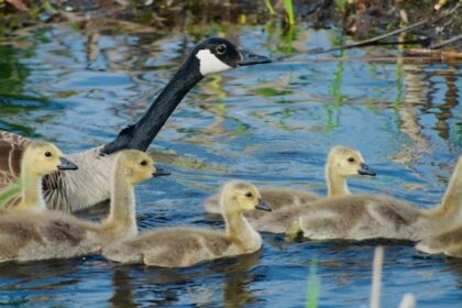 woodpeckers,-eagles-and-geese,-oh-my!-enjoy-these-photos-from-around-nb.