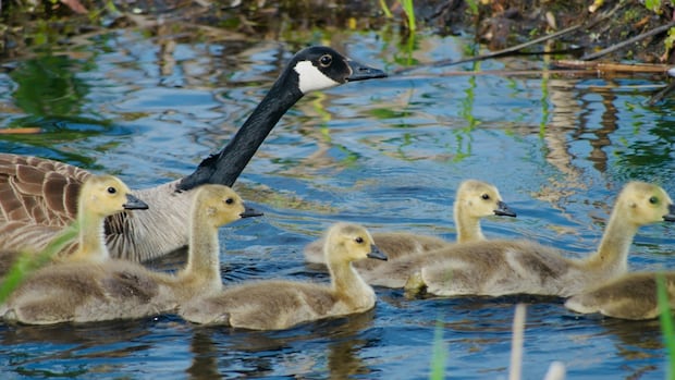 woodpeckers,-eagles-and-geese,-oh-my!-enjoy-these-photos-from-around-nb.