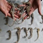 millions-of-seahorses-worth-$29m-smuggled-illegally,-study-finds