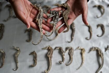 millions-of-seahorses-worth-$29m-smuggled-illegally,-study-finds