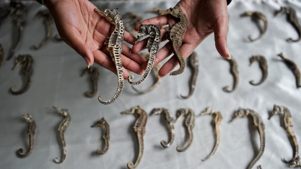 millions-of-seahorses-worth-$29m-smuggled-illegally,-study-finds