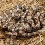 this-non-venomous-snake-can-imitate-a-rattlesnake-when-it-feels-threatened